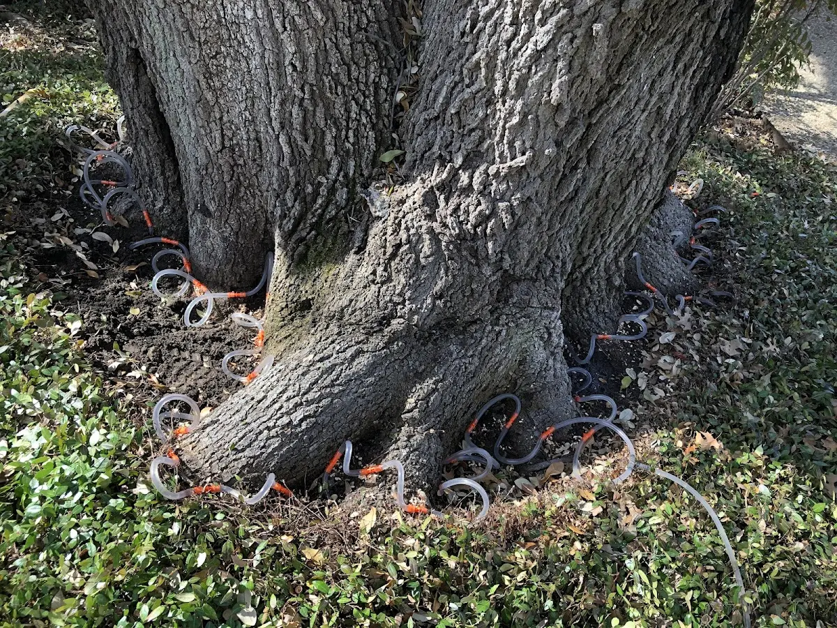 Detailed Tree Cabling and Bracing job site in Tigerville