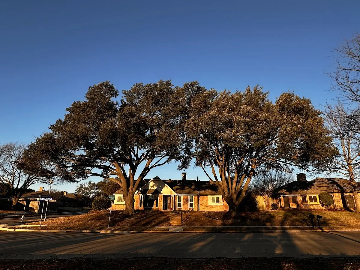 Established residential canopy tree shading a home in Tigerville